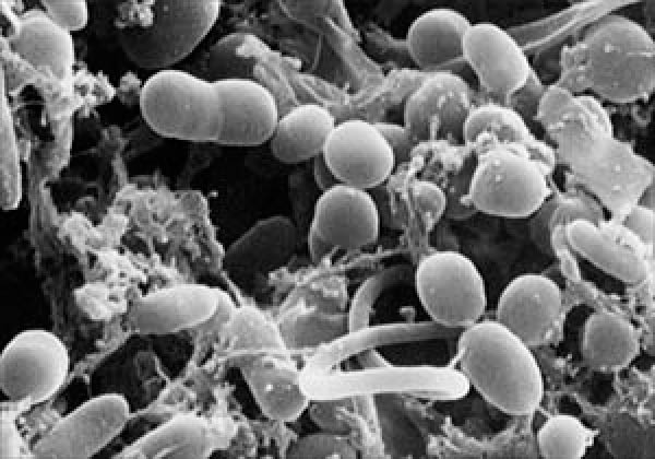 sr_life_bacteria_n