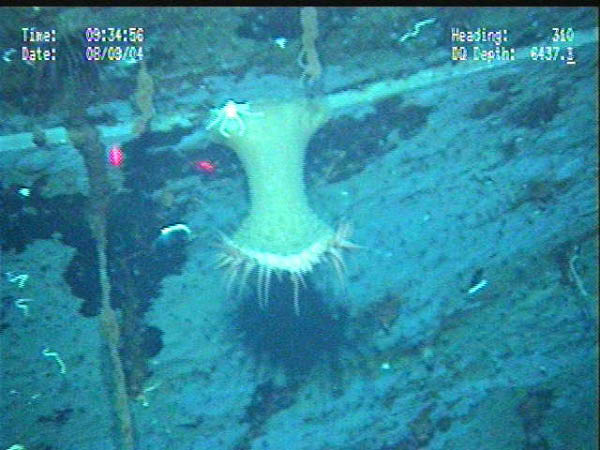 Port bow anemone2-AP-1