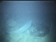 SHARK2