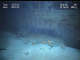 hull plate collapse_ port-1